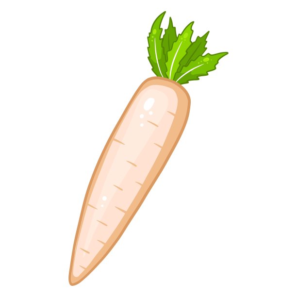 新鲜的萝卜。日本萝卜。原料的菜肴。图片下载