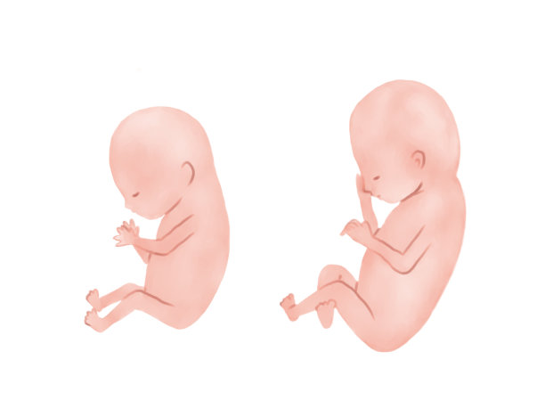 人类胎儿发育阶段;怀孕4个月图片下载