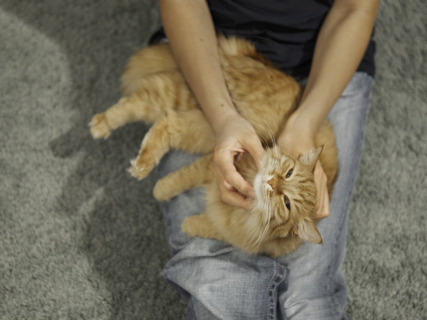 可爱的姜黄色猫咪在女人的膝盖上放松。毛茸茸的宠物舒服地躺在主人的腿上。图片下载