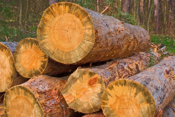 森林里的一堆松树原木图片下载