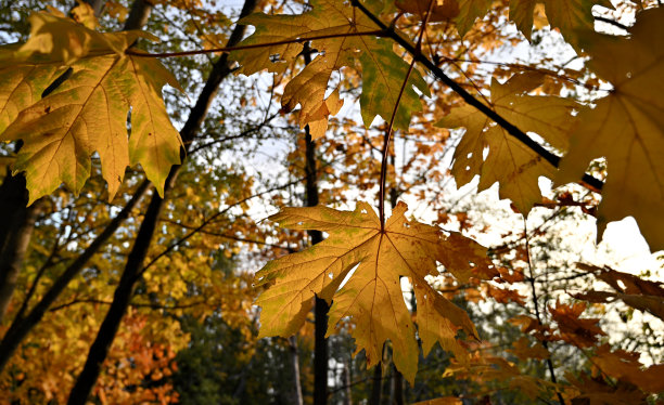 金色枫叶图片下载
