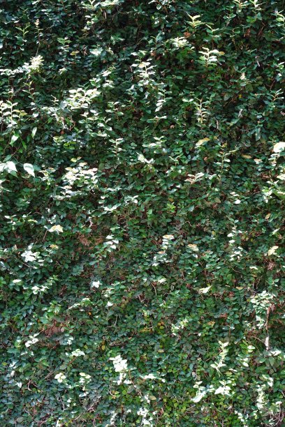 绿叶的自然背景图片下载