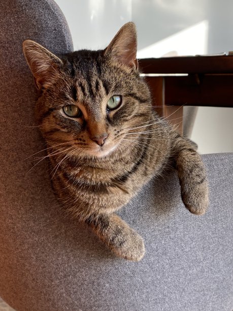 在家闲逛的虎斑猫图片下载