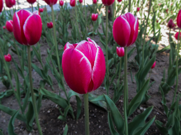 粉红色的花图片下载