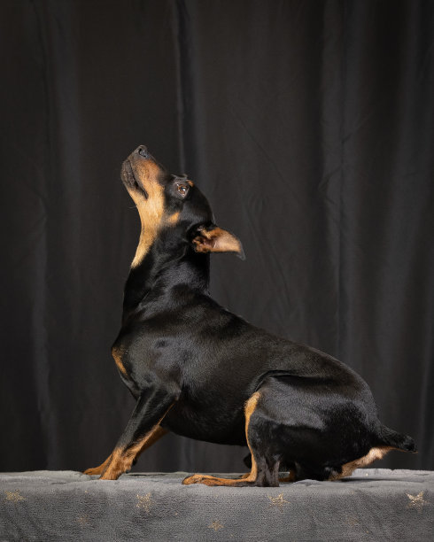 德国平scher工作室照片坐在黑暗的背景图片下载