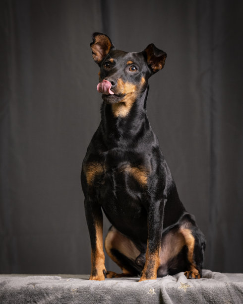 德国pinscher工作室照片与黑暗的背景图片下载