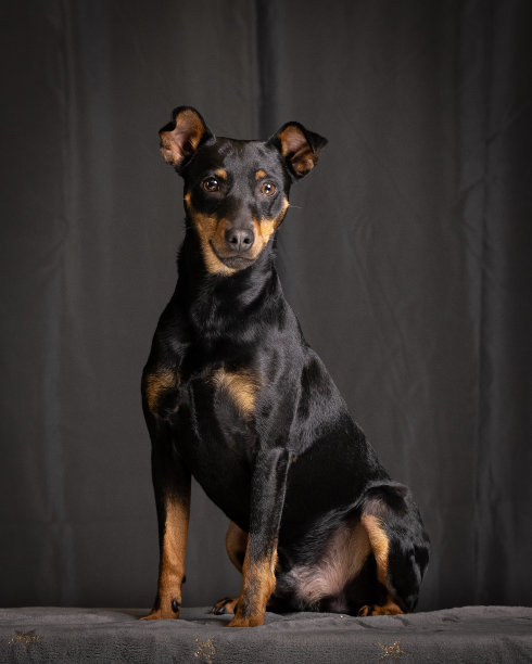 德国pinscher工作室照片与黑暗的背景图片下载