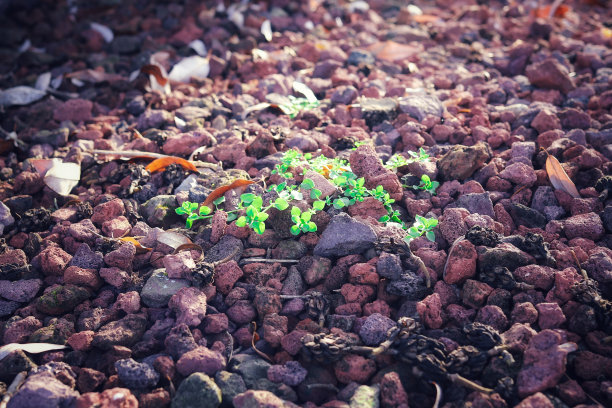 一朵绿叶花从地上的一堆卵石里钻出来图片下载