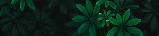 花园中的绿叶特写视图，深色壁纸概念，自然背景，热带树叶图片下载