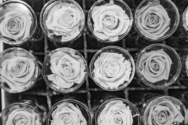 不同灰色的新鲜玫瑰图片下载