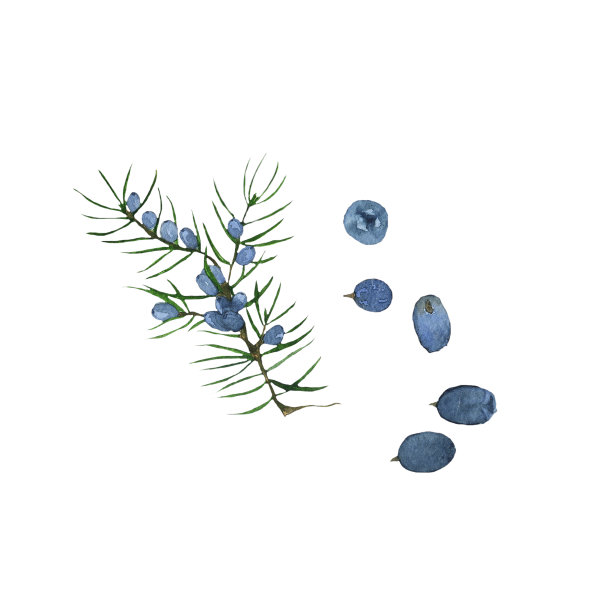 杜松枝和蓝色浆果孤立在白色背景上。松柏常绿树枝水彩手绘插图。适合设计杜松子酒、药物或芳香产品。图片下载