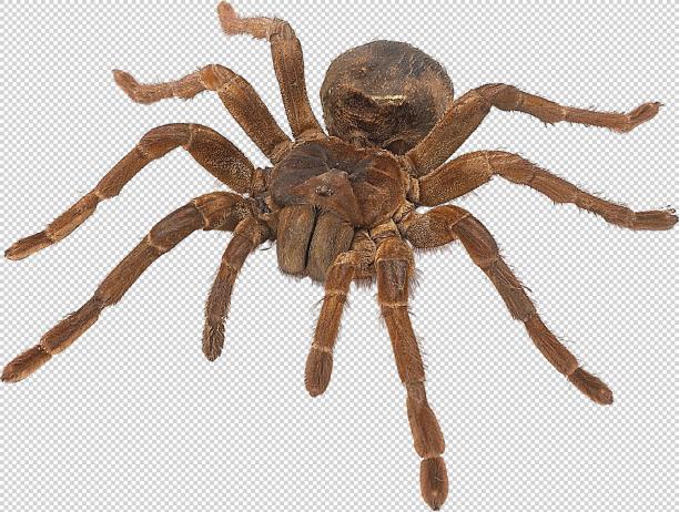 实物免扣图像元素图片下载