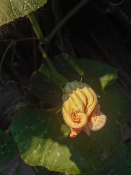 庇护的南瓜图片下载