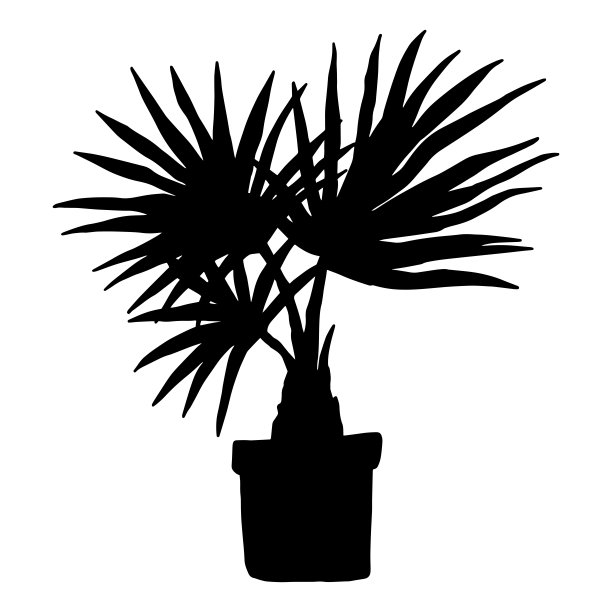剪影棕榈chamaerops室内植物。室内盆栽植物矢量黑白轮廓涂鸦插图。图片下载