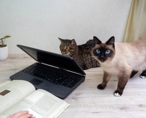 虎斑猫躺在桌子上，暹罗猫在桌子旁边的笔记本电脑。电脑前有一本书，女人的手放在上面。有选择性的重点。图片为有关动物的文章。图片下载