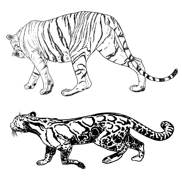 设置现实的老虎和云豹在不同的姿势和运动咆哮。亚洲的动物，咆哮的食肉哺乳动物。中国农历2022年新年的标志。向量。图片下载