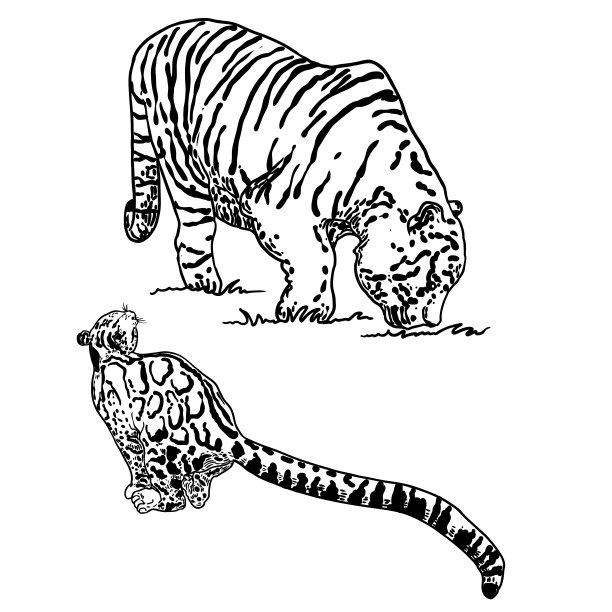 设置现实的老虎和云豹在不同的姿势和运动咆哮。亚洲的动物，咆哮的食肉哺乳动物。中国农历2022年新年的标志。向量。图片下载