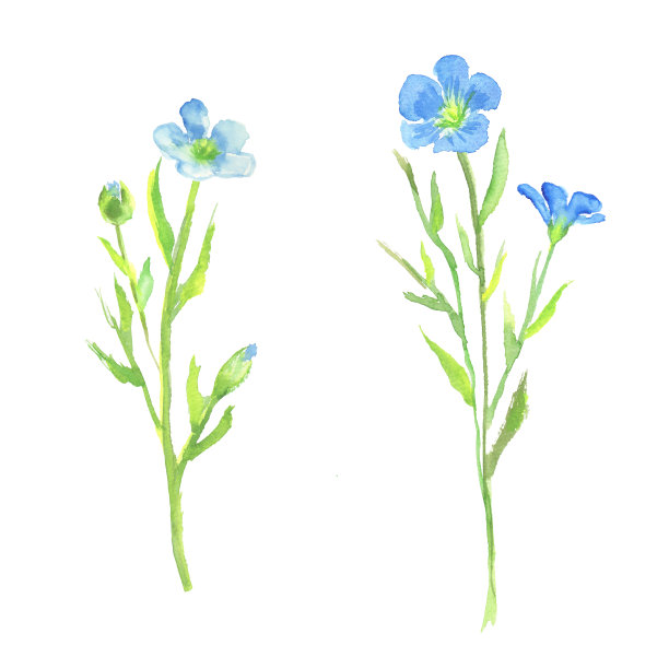 水彩画的亚麻花插图图片下载