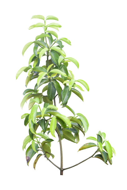 年轻的山竹树孤立地生长在白色背景上，包括修剪路径。图片下载