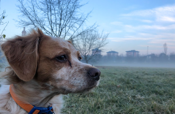 布雷顿塞特犬在晨雾中的肖像图片下载