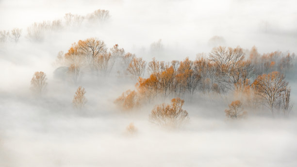 这迷人的森林在日出时发出橘色的光芒图片下载