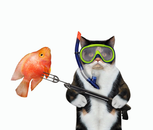 猫色用鱼叉捉金鱼图片下载