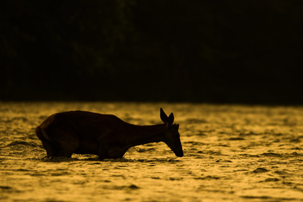 赤鹿(Cervus elaphus)，比斯兹扎迪山脉，喀尔巴阡山脉，波兰。图片下载