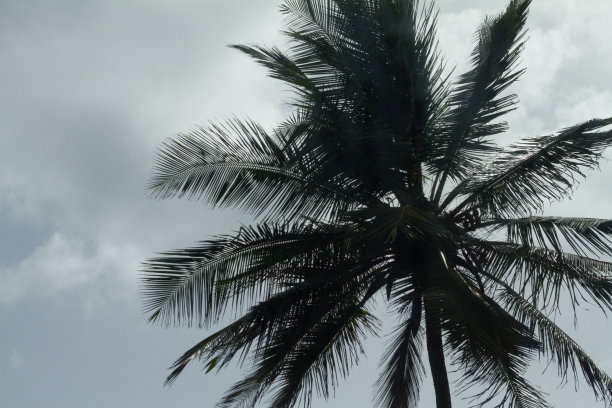 Condado海滩棕榈树图片下载