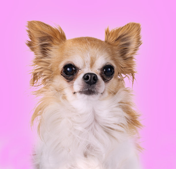 吉娃娃在工作室图片下载