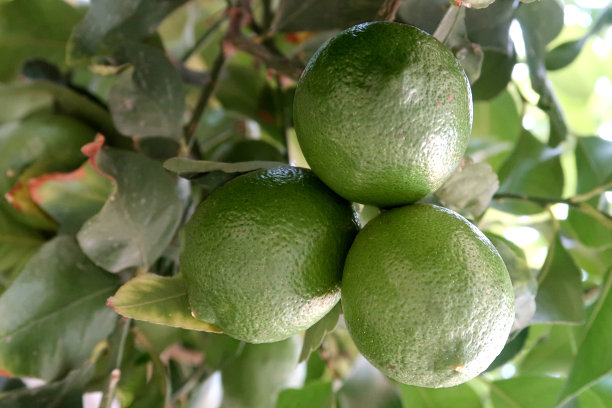 绿色的柠檬在树上成熟图片下载