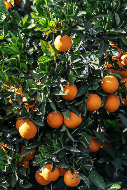 树枝上成熟的橘子果实的特写图片下载