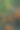 树枝上成熟的橘子果实的特写图片下载