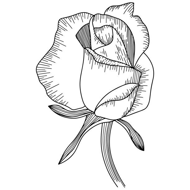 玫瑰花轮廓向量。手绘。图片下载