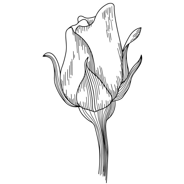 玫瑰花轮廓向量。手绘。图片下载