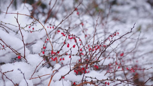 在美丽的冬日，在白雪覆盖的穗状树枝上成熟的日本桑贝里小檗的红色浆果图片下载