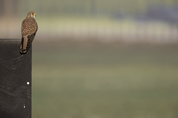 栖息的普通红隼(鹰嘴隼)。图片下载
