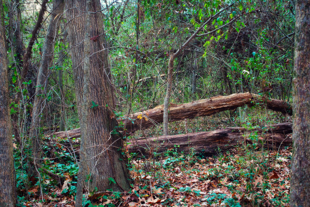 林径树木原木图片下载