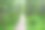 从森林里的木板上走的木路。背景。景观。图片下载