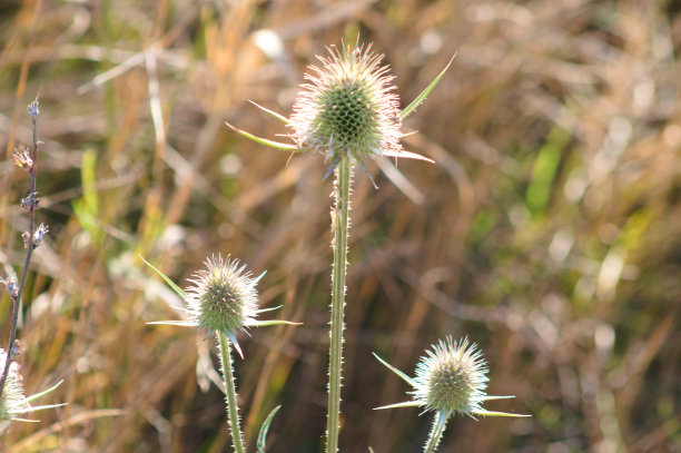 Cutleaf续断绿色种子近景与模糊的背景图片下载