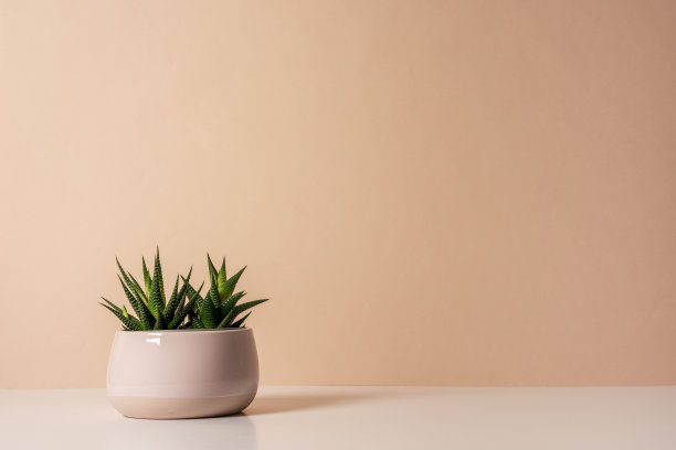 桌子上放着一个浅粉色的陶罐，上面种着多肉的海棠花图片下载