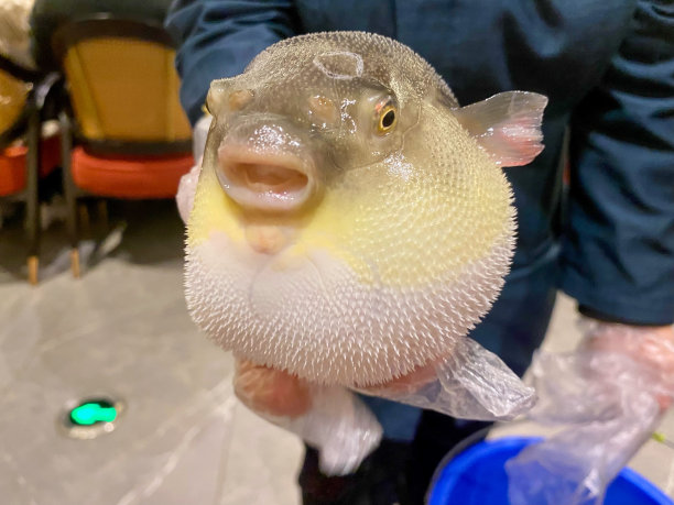 可爱的河豚鱼图片下载