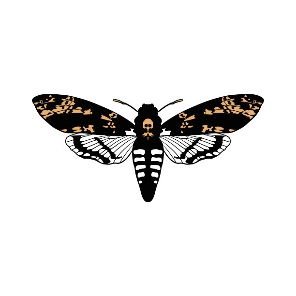 矢量画的是死头飞蛾图片下载