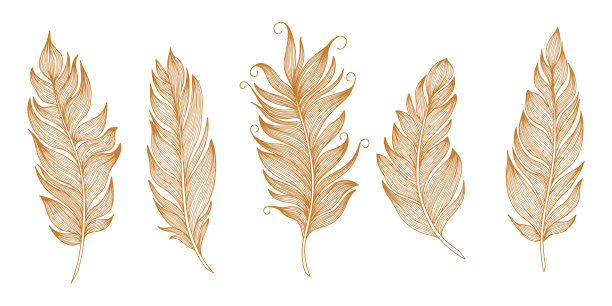 向量羽毛收藏。手绘孤立在白色背景向量集。古董艺术插图图片下载