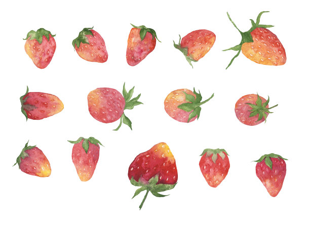 一套草莓孤立在白色背景上。水彩手绘插图的夏天红色浆果。剪辑艺术。图片下载