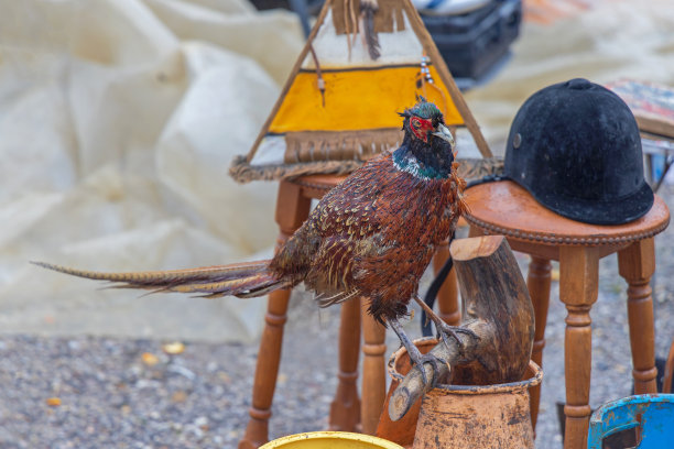 野鸡奖杯图片下载