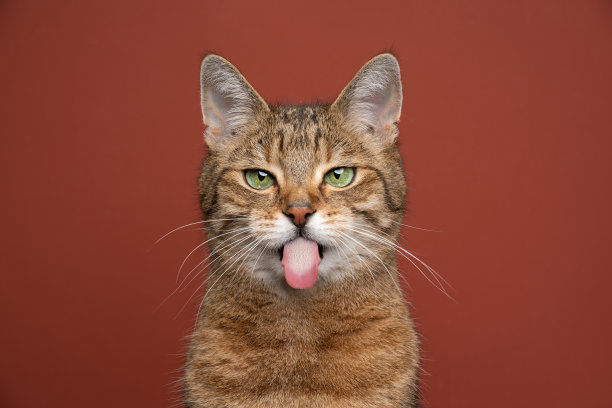 淘气的猫伸出舌头在红棕色的背景上图片下载