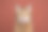 淘气的猫伸出舌头在红棕色的背景上图片下载