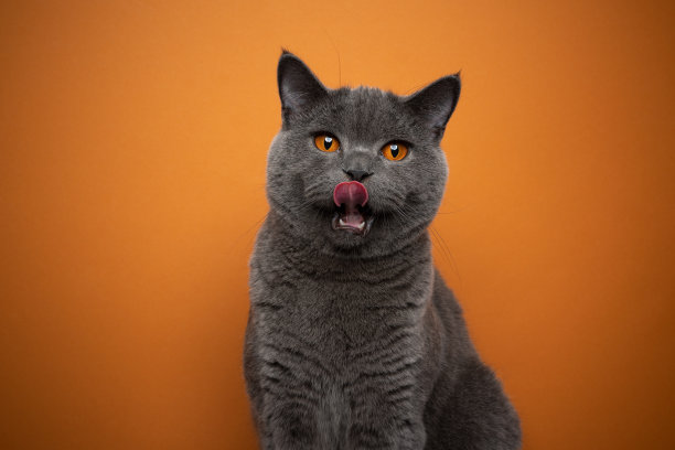 饥饿的英国短毛猫张开嘴舔嘴唇图片下载