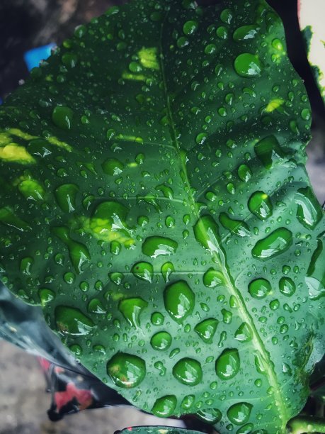 雨滴粘在树叶上图片下载