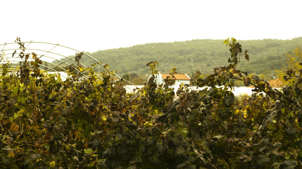 Vineyard Houseİzmir喊叫图片下载